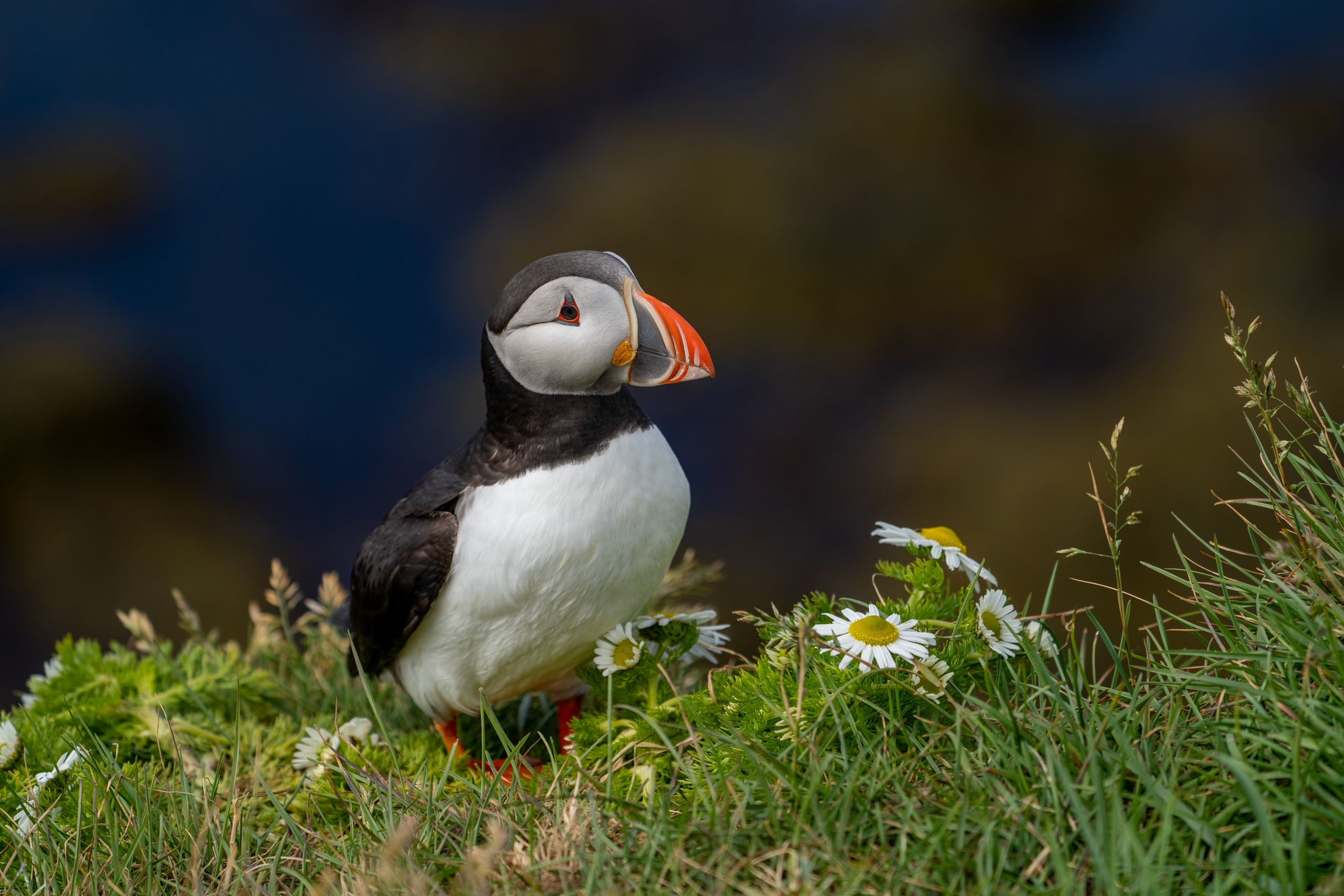 Papageientaucher Island Westfjörde