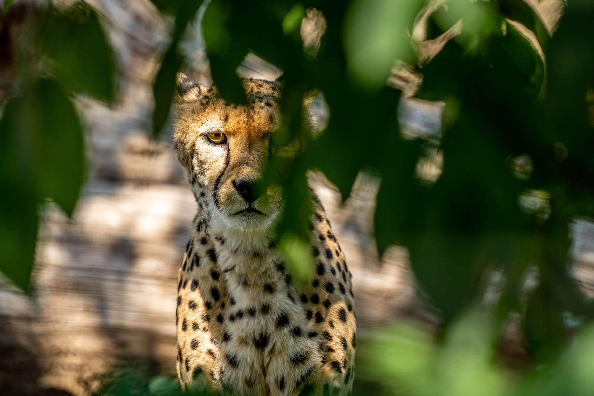 fotograf hochrhein bad säckingen fotoworkshop firmenevents